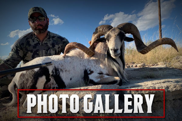 Big Country Exotics Photo Galleries