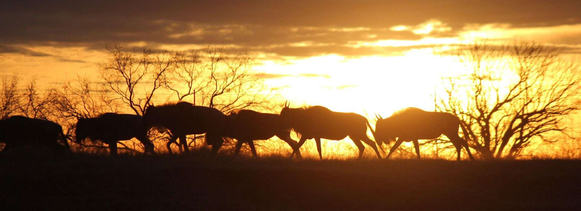 Accommodations at Big Country Exotics