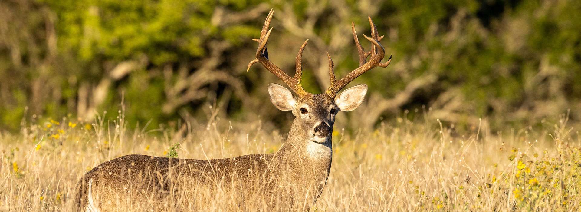 Whitetail