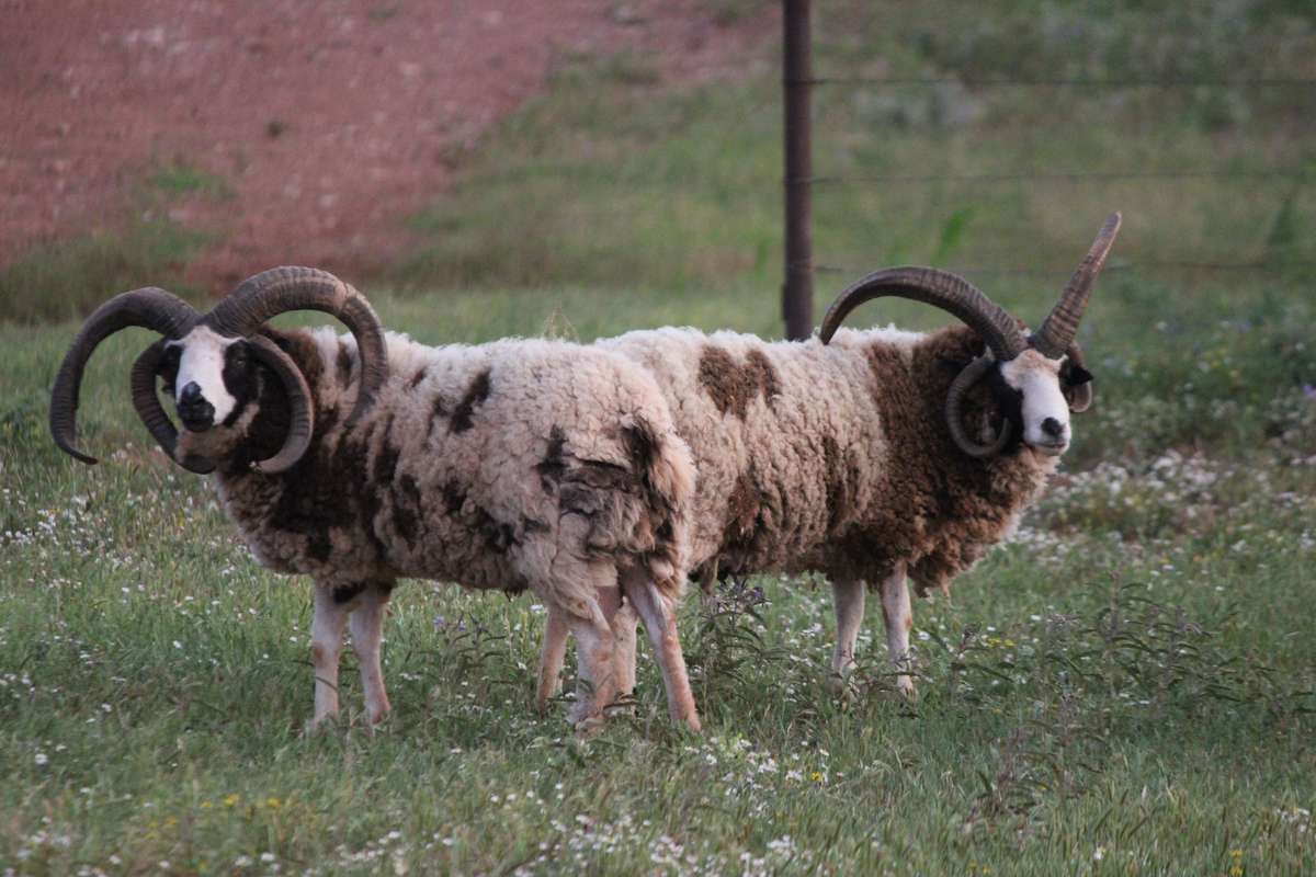 Jacob 4-Horn Sheep