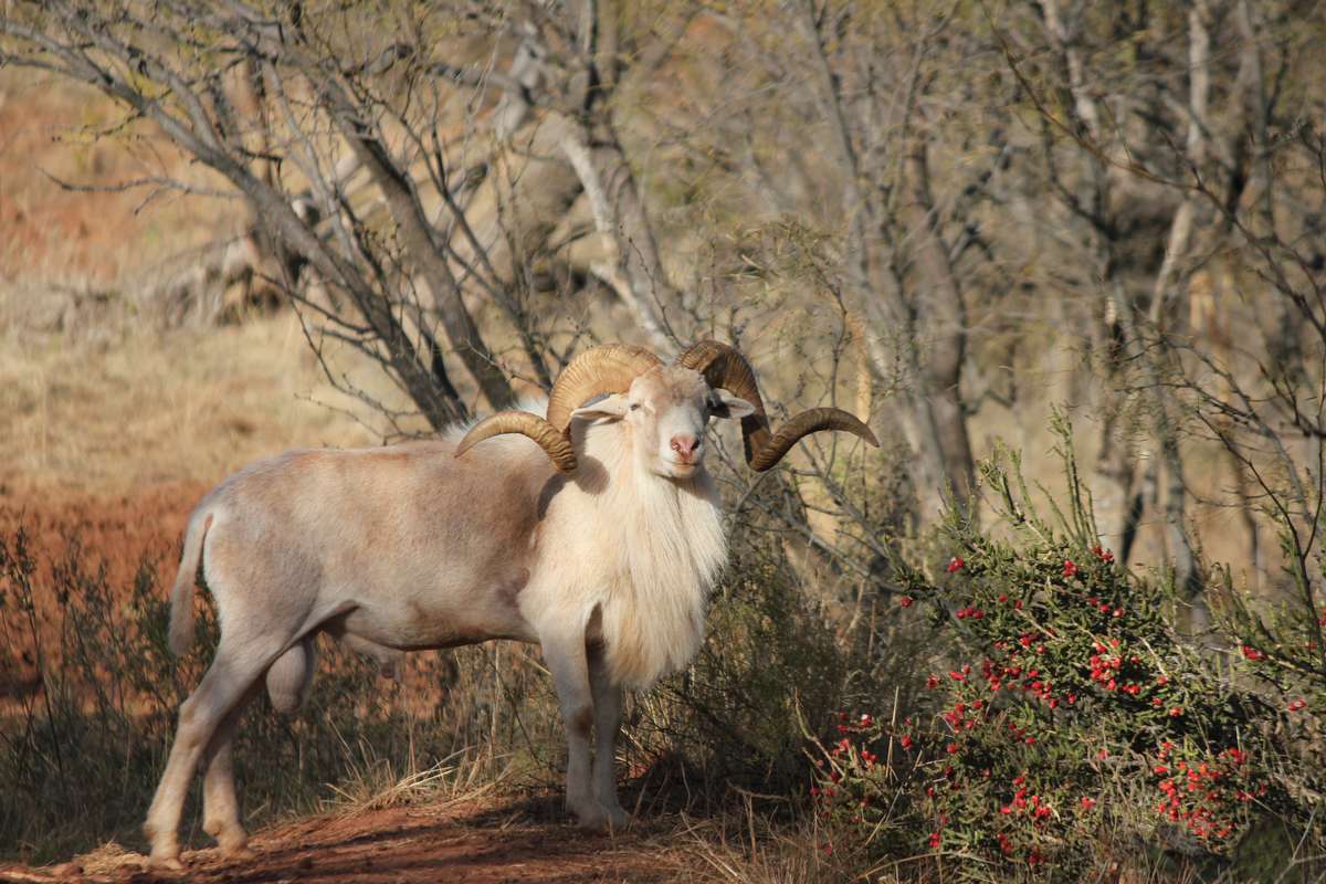 Texas Dall Sheep