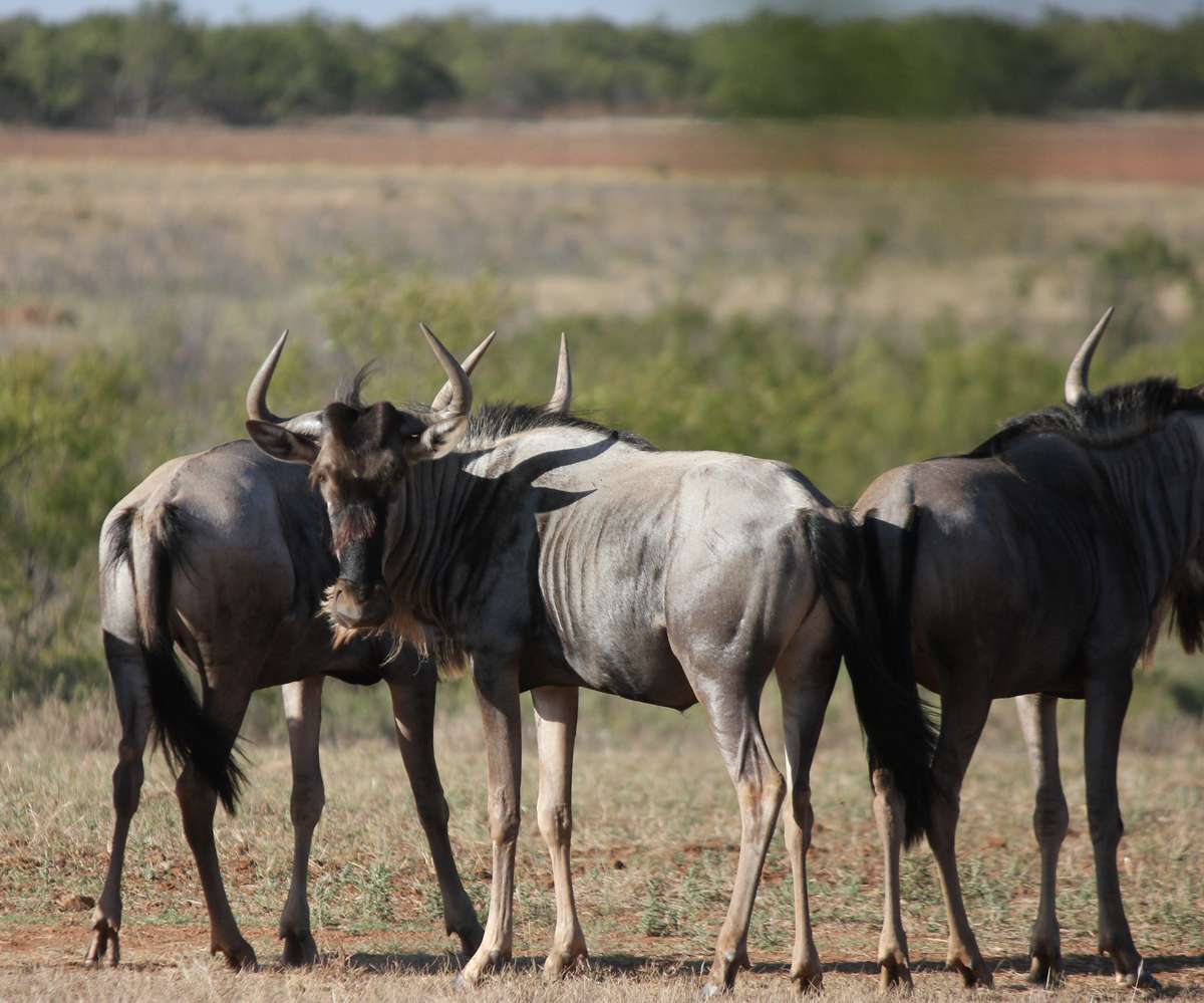 White-Bearded Wildebeest