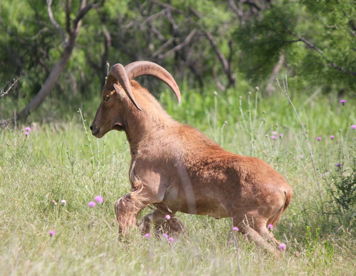 Aoudad