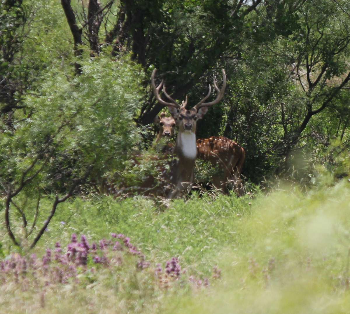 Axis - Chital Deer