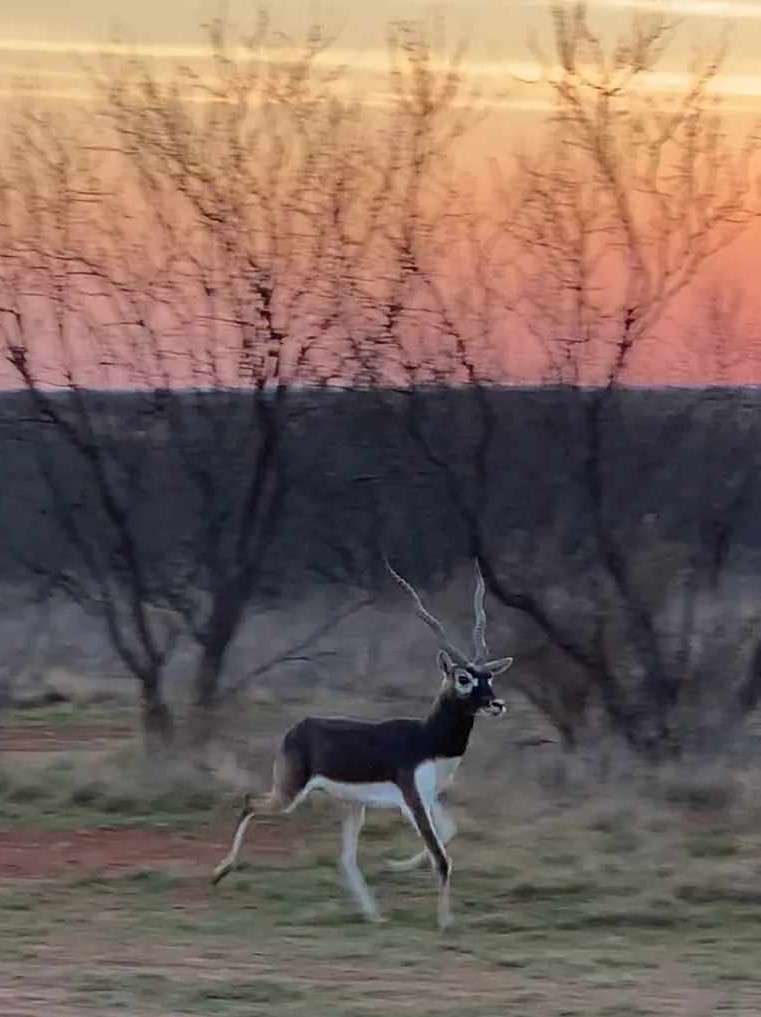 Blackbuck