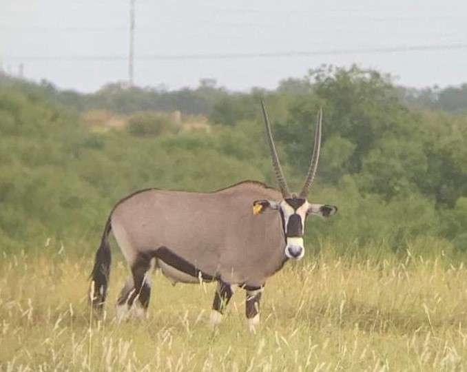 Gemsbok