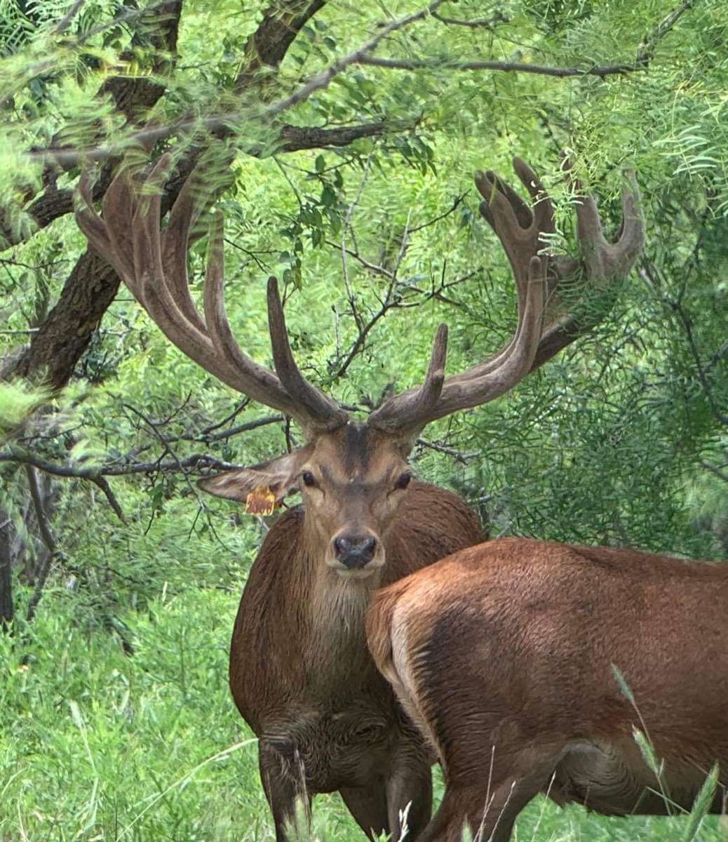 Red Deer